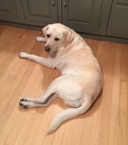 A white dog lying on a wooden floor looking back.